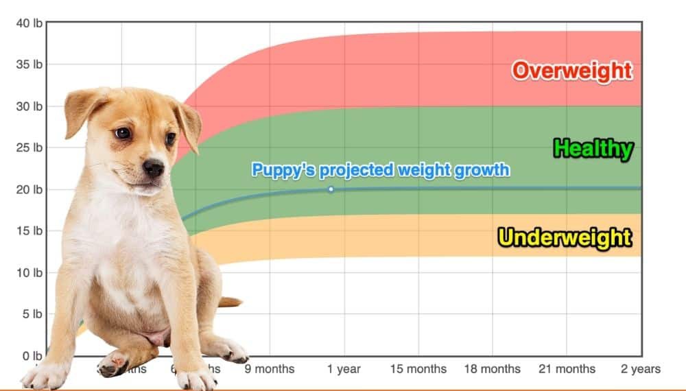 German Shepherd Labrador Retriever Mix Weight+Growth Chart 2024 How Heavy Will My German